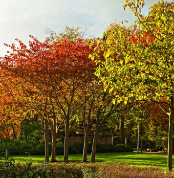 WROśnij we Wrocław – powstaje Park Młodego Wrocławianina.