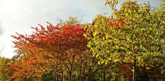 WROśnij we Wrocław – powstaje Park Młodego Wrocławianina.
