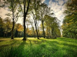 Park Tysiąclecia – jeden z najmłodyszch parków we Wrocławiu. Nauka i rozrywka wśród drzew