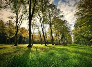 Park Tysiąclecia – jeden z najmłodyszch parków we Wrocławiu. Nauka i rozrywka wśród drzew