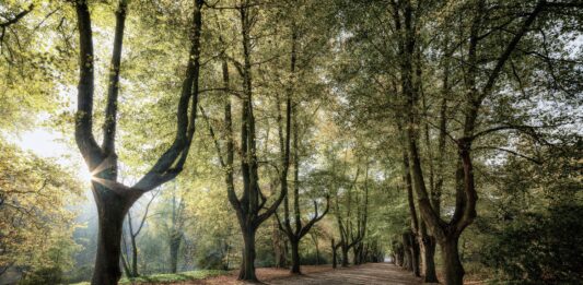 5 wrocławskich oaz zieleni, o których mogliście nie wiedzieć