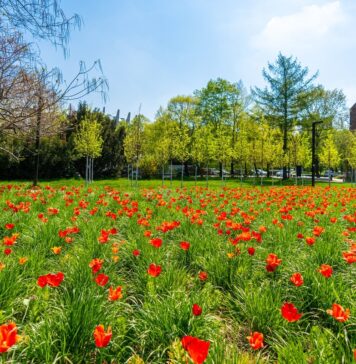 Tysiące tulipanów zakwitło we Wrocławiu! Piękny widok!