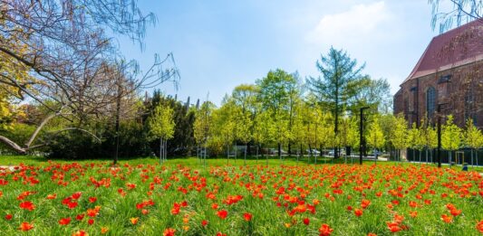 Tysiące tulipanów zakwitło we Wrocławiu! Piękny widok!