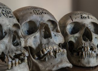 Miejsce, które przyprawia o dreszcze: Muzeum Medycyny Sądowej we Wrocławiu