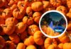 Dynie rozbłysną po zmroku. Wyjątkowe iluminacje w Ogrodzie Botanicznym we Wrocławiu
