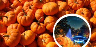 Dynie rozbłysną po zmroku. Wyjątkowe iluminacje w Ogrodzie Botanicznym we Wrocławiu