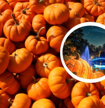 Dynie rozbłysną po zmroku. Wyjątkowe iluminacje w Ogrodzie Botanicznym we Wrocławiu