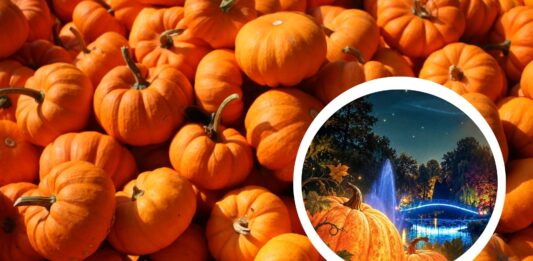 Dynie rozbłysną po zmroku. Wyjątkowe iluminacje w Ogrodzie Botanicznym we Wrocławiu
