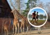 Wrocławskie zoo opanują biegacze. Jubileuszowy Wild Run pomoże 10 zagrożonym gatunkom