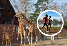 Wrocławskie zoo opanują biegacze. Jubileuszowy Wild Run pomoże 10 zagrożonym gatunkom