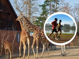 Wrocławskie zoo opanują biegacze. Jubileuszowy Wild Run pomoże 10 zagrożonym gatunkom