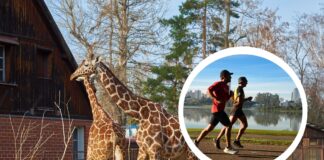 Wrocławskie zoo opanują biegacze. Jubileuszowy Wild Run pomoże 10 zagrożonym gatunkom