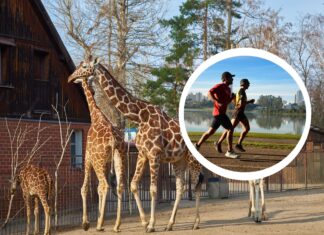 Wrocławskie zoo opanują biegacze. Jubileuszowy Wild Run pomoże 10 zagrożonym gatunkom