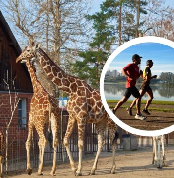 Wrocławskie zoo opanują biegacze. Jubileuszowy Wild Run pomoże 10 zagrożonym gatunkom