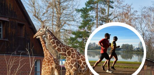 Wrocławskie zoo opanują biegacze. Jubileuszowy Wild Run pomoże 10 zagrożonym gatunkom