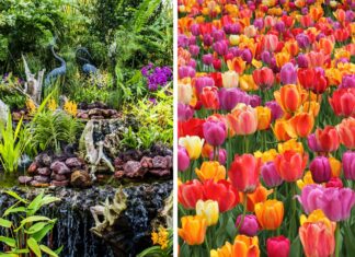 Wiosenne przebudzenie Wrocławia: Ogród Botaniczny zaprasza na nowy sezon 2025