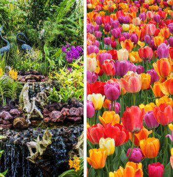 Wiosenne przebudzenie Wrocławia: Ogród Botaniczny zaprasza na nowy sezon 2025