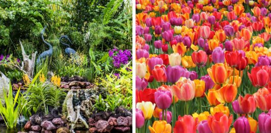 Wiosenne przebudzenie Wrocławia: Ogród Botaniczny zaprasza na nowy sezon 2025