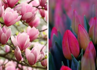 Wrocławski Festiwal Magnolii i Tulipanów 2025 – kwiatowa uczta dla zmysłów