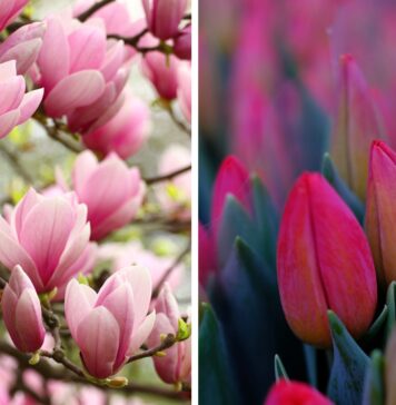 Wrocławski Festiwal Magnolii i Tulipanów 2025 – kwiatowa uczta dla zmysłów