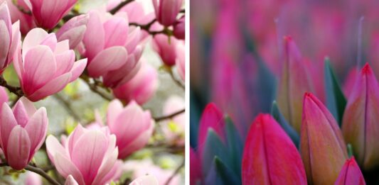 Wrocławski Festiwal Magnolii i Tulipanów 2025 – kwiatowa uczta dla zmysłów