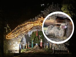 Żywa szopka we Wrocławiu – od blisko 30 lat!