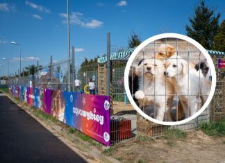 Nowa aplikacja adopcji zwierząt we Wrocławiu – WrocŁapka i nowy wybieg dla psów w schronisku