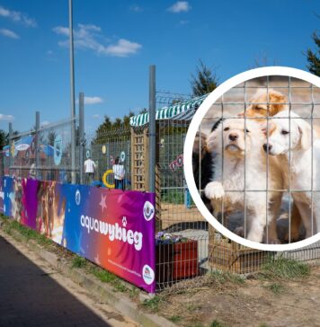 Nowa aplikacja adopcji zwierząt we Wrocławiu – WrocŁapka i nowy wybieg dla psów w schronisku