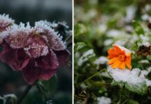 Ogród Botaniczny UWr we Wrocławiu otwarty zimą 2026