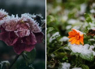 Ogród Botaniczny UWr we Wrocławiu otwarty zimą 2026