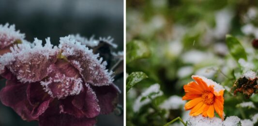 Ogród Botaniczny UWr we Wrocławiu otwarty zimą 2026