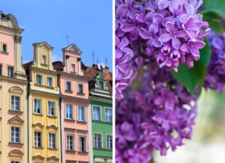 Majówka 2025 we Wrocławiu, co robić? – lista wydarzeń