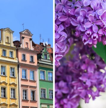 Majówka 2025 we Wrocławiu, co robić? – lista wydarzeń