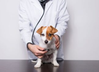 We Wrocławiu powstanie w SOR dla zwierząt. To wspólna inicjatywa Miasta Wrocław i Uniwersytetu Przyrodniczego.