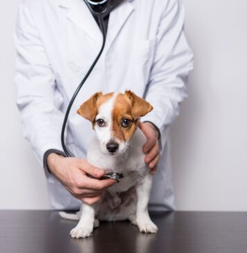 We Wrocławiu powstanie w SOR dla zwierząt. To wspólna inicjatywa Miasta Wrocław i Uniwersytetu Przyrodniczego.