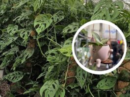 Festiwal Roślin wraca do Wrocławia – ceny już od 5 zł!