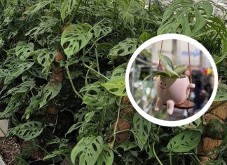 Festiwal Roślin wraca do Wrocławia – ceny już od 5 zł!