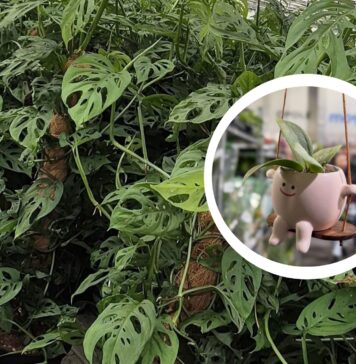 Festiwal Roślin wraca do Wrocławia – ceny już od 5 zł!