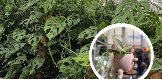 Festiwal Roślin wraca do Wrocławia – ceny już od 5 zł!