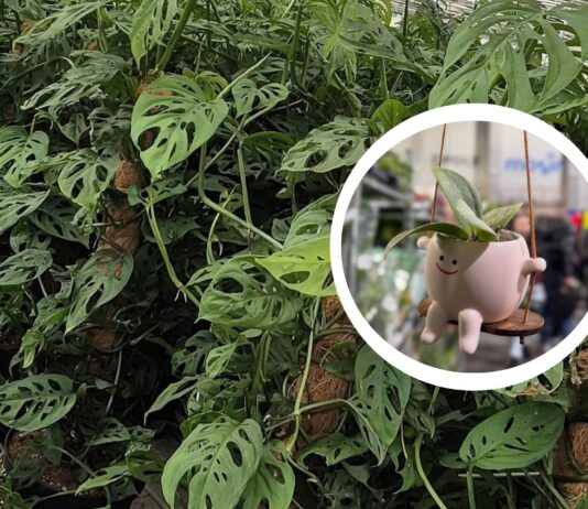 Festiwal Roślin wraca do Wrocławia – ceny już od 5 zł!