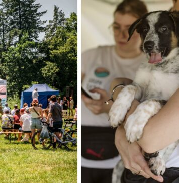 V Piknik Adopciaka GRUPY RATUJ już jutro!