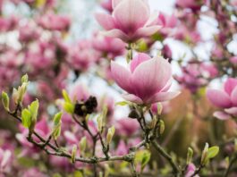 Festiwal Magnolii we Wrocławiu 2026 – pachnąca uczta dla zmysłów