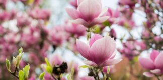 Festiwal Magnolii we Wrocławiu 2026 – pachnąca uczta dla zmysłów