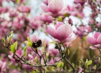 Festiwal Magnolii we Wrocławiu 2026 – pachnąca uczta dla zmysłów