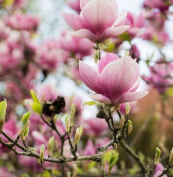 Festiwal Magnolii we Wrocławiu 2026 – pachnąca uczta dla zmysłów