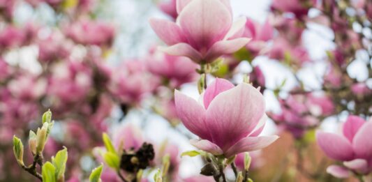 Festiwal Magnolii we Wrocławiu 2026 – pachnąca uczta dla zmysłów