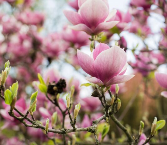 Festiwal Magnolii we Wrocławiu 2026 – pachnąca uczta dla zmysłów