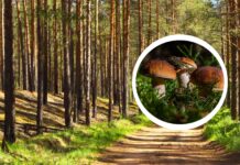 Gdzie na grzyby pod Wrocławiem? 7 miejsc na jesienne grzybobranie