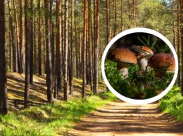 Gdzie na grzyby pod Wrocławiem? 7 miejsc na jesienne grzybobranie