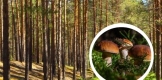 Gdzie na grzyby pod Wrocławiem? 7 miejsc na jesienne grzybobranie